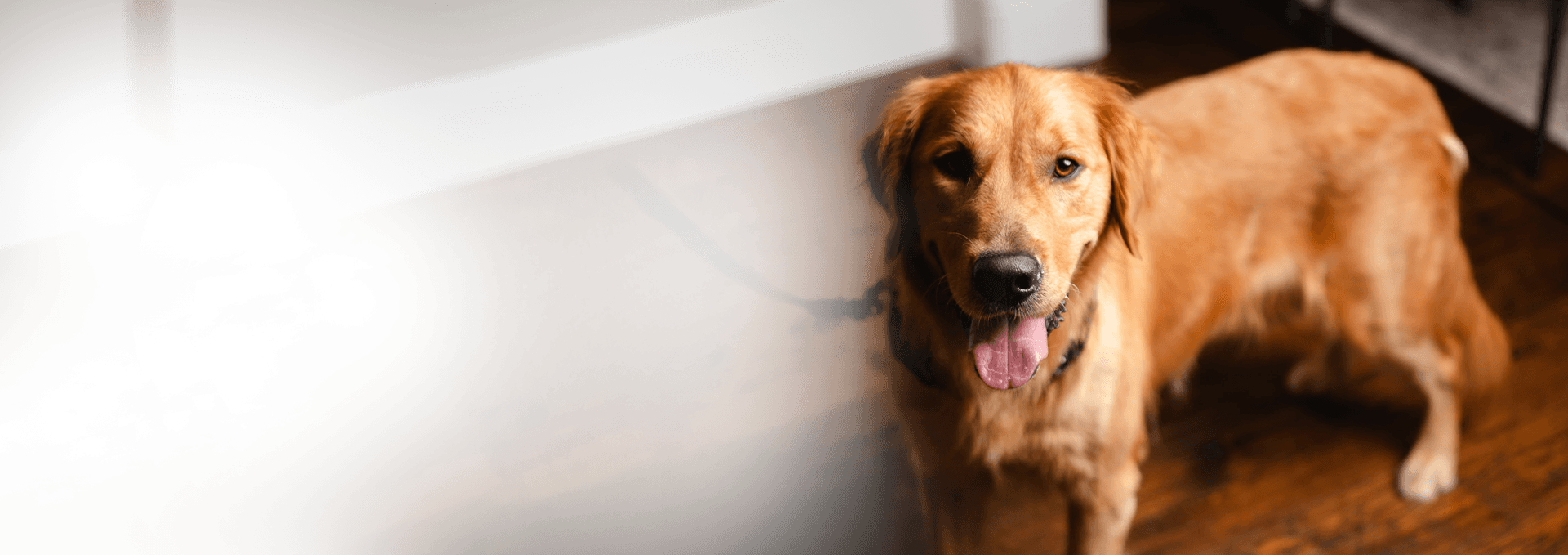 Scott, mold detention dog background.