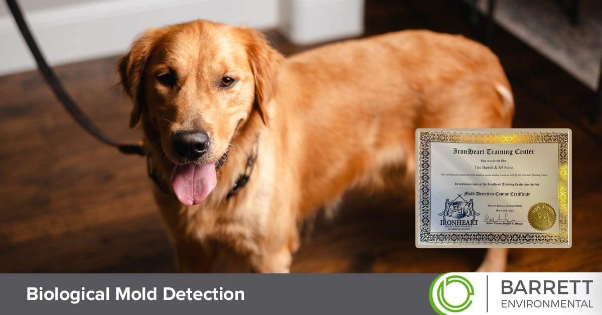 Mold detection K9 for biological mold testing in DFW.