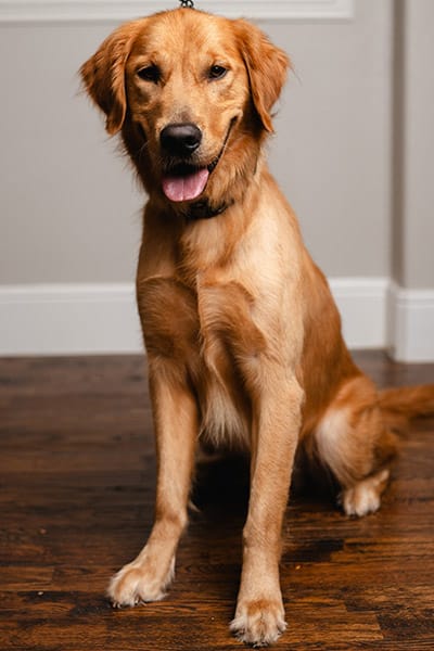 Scout, Certified Mold Detection Dog at Barrett Environmental.