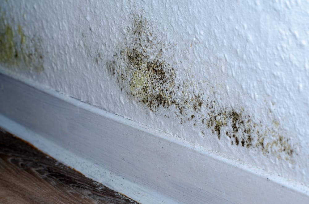 Signs of mold in Dallas-Fort Worth properties.