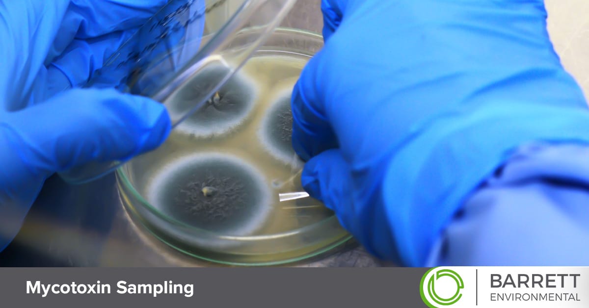 Dallas-Fort Worth mycotoxin sampling.