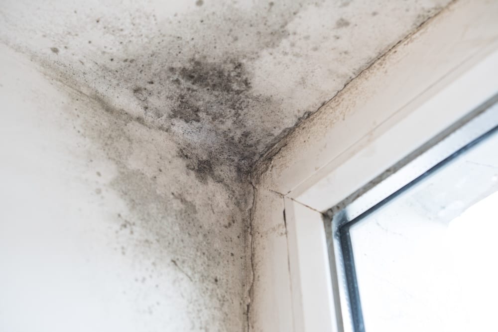 Warning signs that mold is impacting indoor air quality.