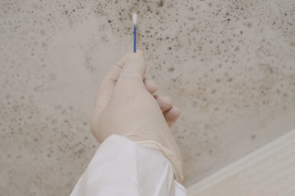 Professional mold testing services in Dallas–Fort Worth.