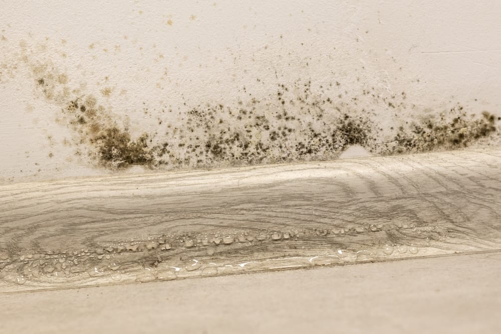 Mold testing in Dallas–Fort Worth.