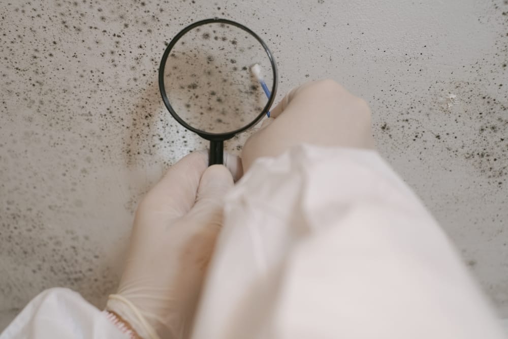 Professional mold testing services in DFW.