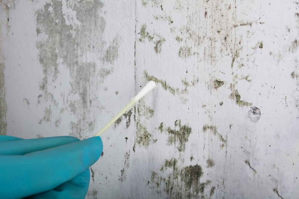 Professional mycotoxin sampling service.